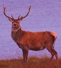 Animals - Sweden Information