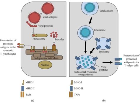 The endogenous and exogenous pathways of viral antigen entry into host cells. (a) Endogenous ...