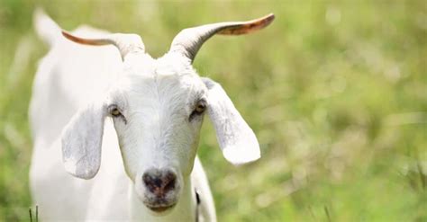 Goat Horns: 10 Things You Should Know - Wiki Point