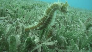 Habitat - Seahorses