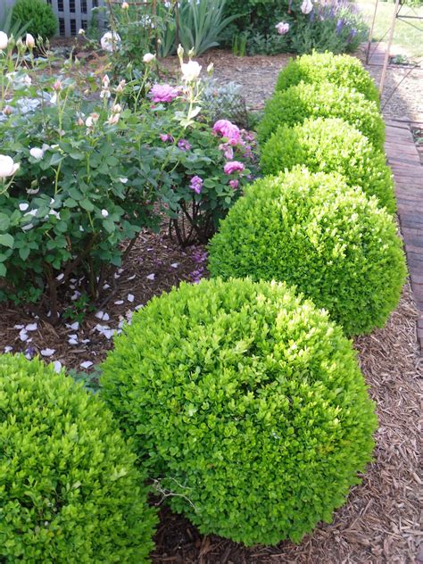 love english boxwoods www.picturetrail.com/schneemanfolkart Shrubs For Landscaping, Landscaping ...