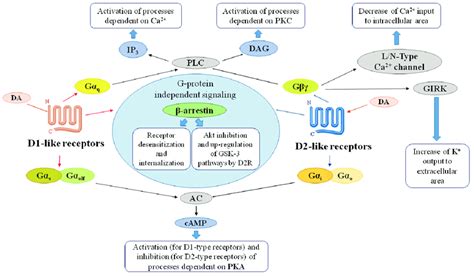 Signaling of dopamine receptors. Dopamine receptors regulate a variety... | Download Scientific ...