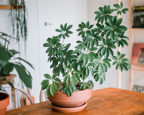 Schefflera: Plant Care & Growing Guide