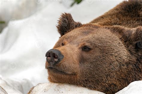 brown bear on the snow background 12221977 Stock Photo at Vecteezy