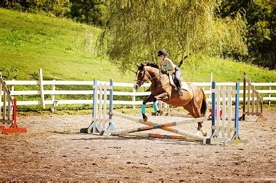 Questions to Ask When Choosing a Horseback Riding Summer Camp for Kids