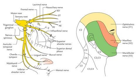 Trigeminal Nerve: Distribution | Nerve anatomy, Facial nerve, Nerve