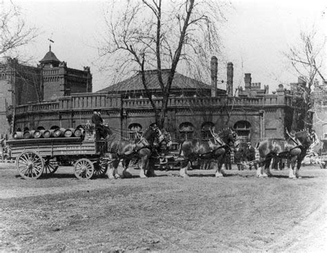 Budweiser Clydesdales: A History Photos - ABC News