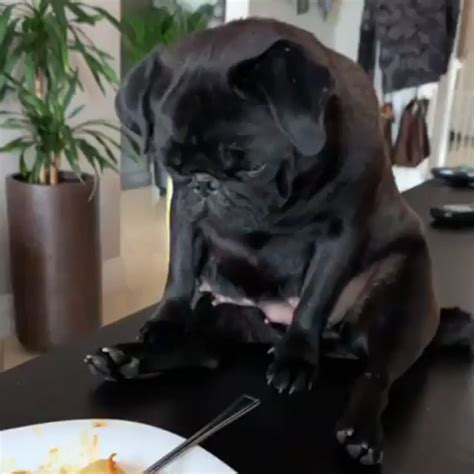 #pugfunny #blackpug | Pugs funny, Cute pugs, Black pug puppies