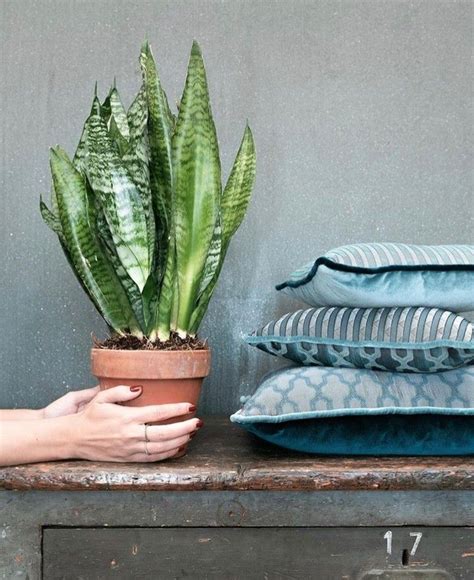 snake plant sansevieria air purifying house plants clean air plants plants healthy air air ...