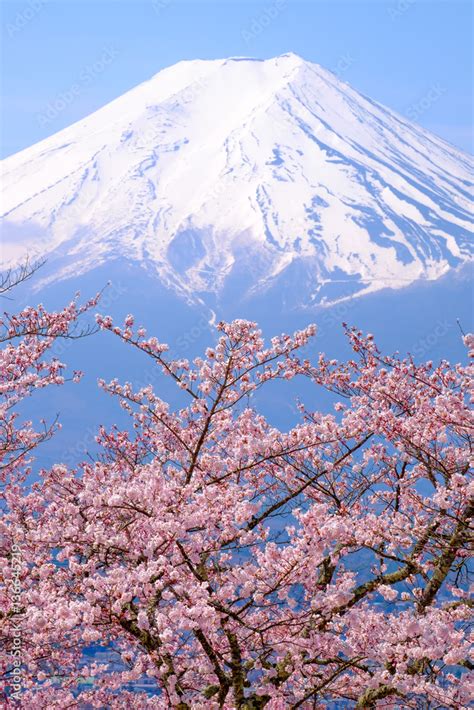 Japan Fuji and Cherry Blossom in Spring Season Stock Photo | Adobe Stock