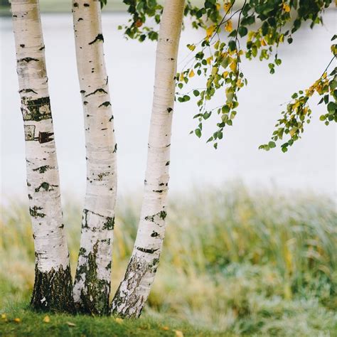 Paper White Birch Tree (3 Pack) | White birch trees, Birch tree, Fast growing trees