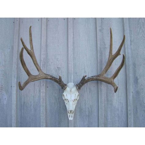 Mule Deer European Mount | Antler Decor