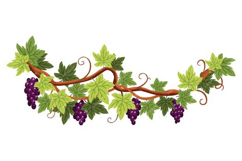 Premium Vector | Grape bunch Cluster of berries and leaves Grape vine decorative climbing plant ...