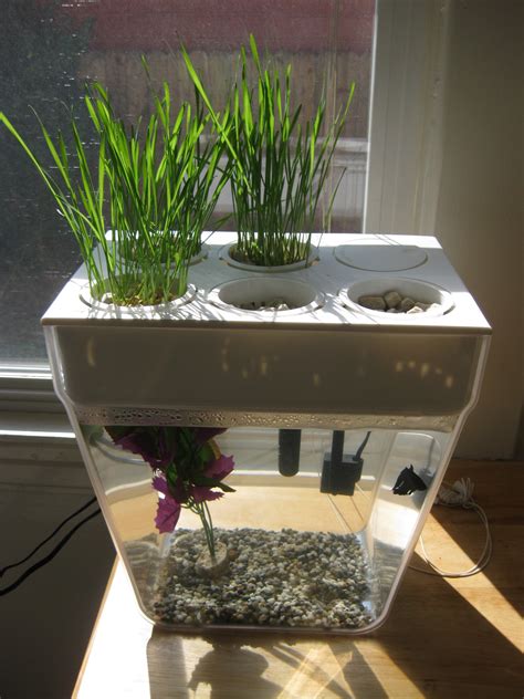 Aquaponics with the Back to the Roots Fish Tank – Gratuitous Foodity