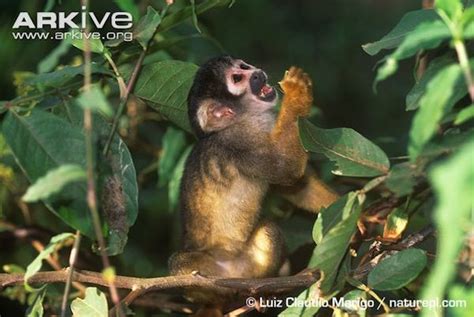 One of Brazil’s rarest primates still holds out in single patch of ...