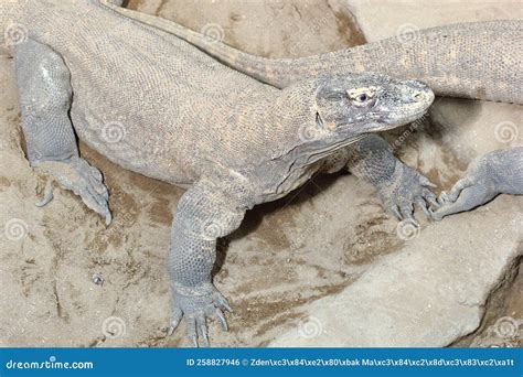 The Komodo Dragon, Komodo Monitor (Varanus Komodoensis) in a Natural Habitat Stock Photo - Image ...