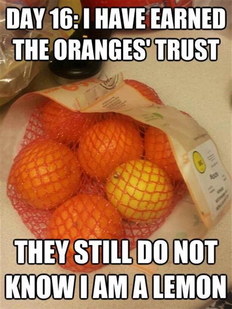 funny pictures, oranges - Dump A Day