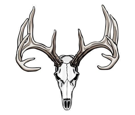 Longhorn Skull Drawing | Free download on ClipArtMag