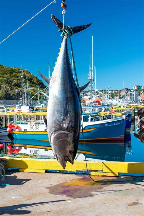 Watch This Fisherwoman Haul in a 1,000LB Tuna by Herself - A-Z Animals