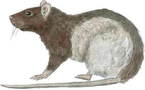 Rat, Epic (3.5e Creature) - D&D Wiki