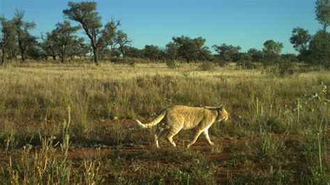 Researcher catches huge feral cats on camera roaming in Australian ...