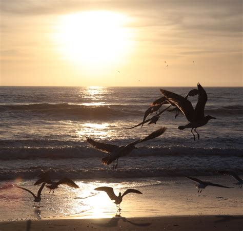 Seagull Silhouette Sunset | Nathan Rupert | Flickr