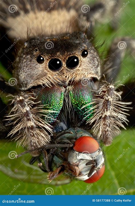 Jumping Spider with Fangs in Fly Stock Photo - Image of nature, amazing: 58177388
