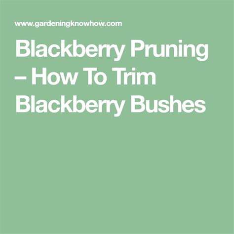 Blackberry Pruning – How To Trim Blackberry Bushes | Blackberry bush, Growing blackberries ...