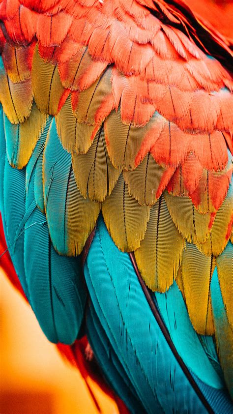 🔥 Download Colorful Parrot Birds Feathers Wallpaper by @sherrigamble | Lenovo Feather Wallpapers ...