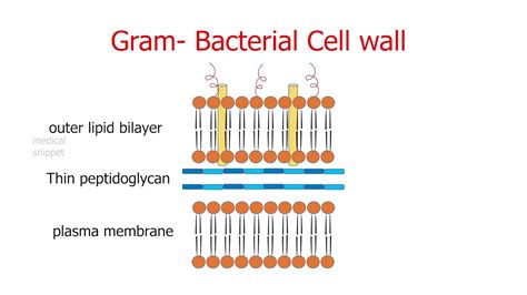 Penicillin and Beta lactam Antibiotics | Mechanism of Action and ...