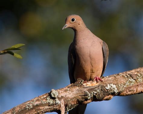 Mourning Dove - Alabama Birding Trails