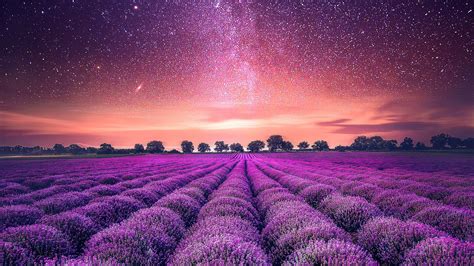 Lavender Aesthetic Pictures Wallpapers - Wallpaper Cave