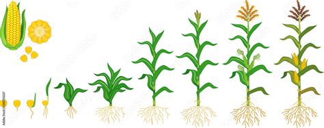 Life cycle of corn (maize) plant. Growth stages from seeding to flowering and fruiting plant ...