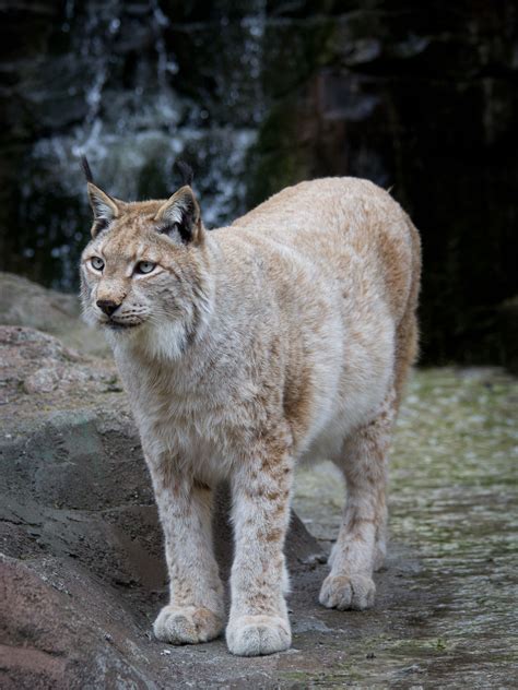 european lynx - Google zoeken | Eurasian lynx, Lynx, Siberian cat