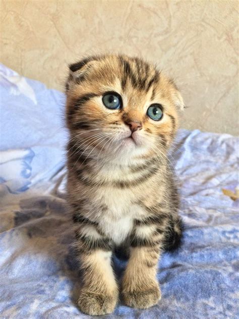 Scottish Fold Cat — Full Profile, History, and Care