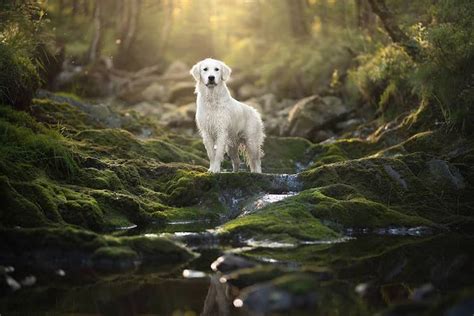 Majestic Dogs Pose in Natural Landscapes for Striking Portrait Series