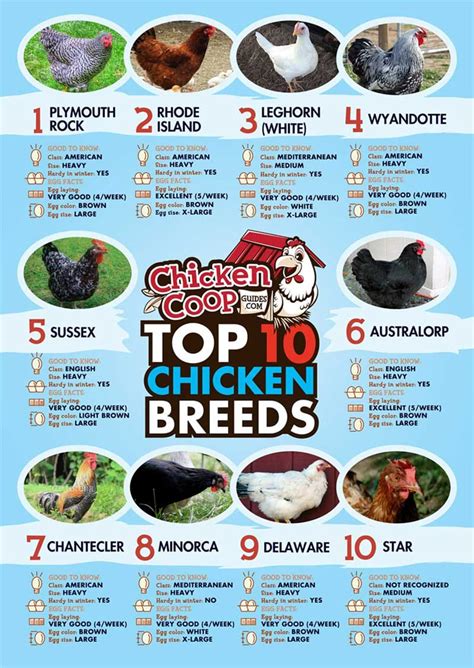 10 Most Popular Chicken Breeds For Beginner Backyard