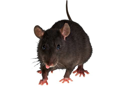 mouse, rat PNG image