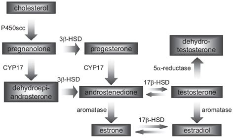 Pathway of steroid hormone biosynthesis. | Download Scientific Diagram