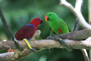 File:Eclectus Parrot (Eclectus roratus) -pair.jpg - Wikipedia