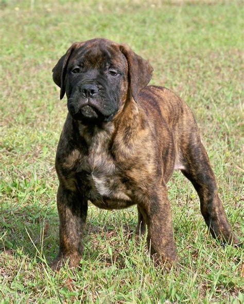 Blue Bull Mastiff Puppies For Sale