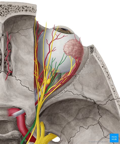 Oculomotor Nerve (CN III) - Anatomy, Function & Pathway | Kenhub