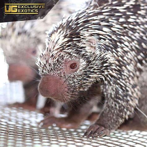 Prehensile Tailed Porcupine - Underground Reptiles