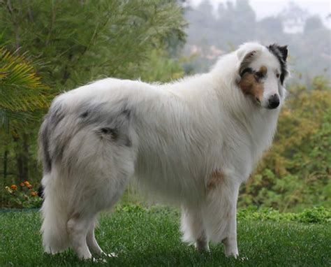 34 best White Rough Collie images on Pinterest | Rough collie, Dog cat ...