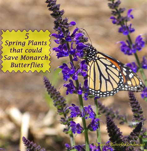 5 Spring Plants That Could Save Monarch Butterflies