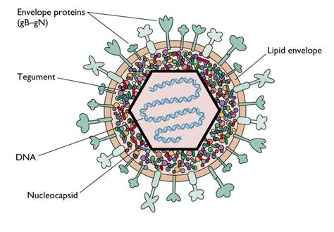 Herpes Zoster- descrizione della patologia e possibili rimedi