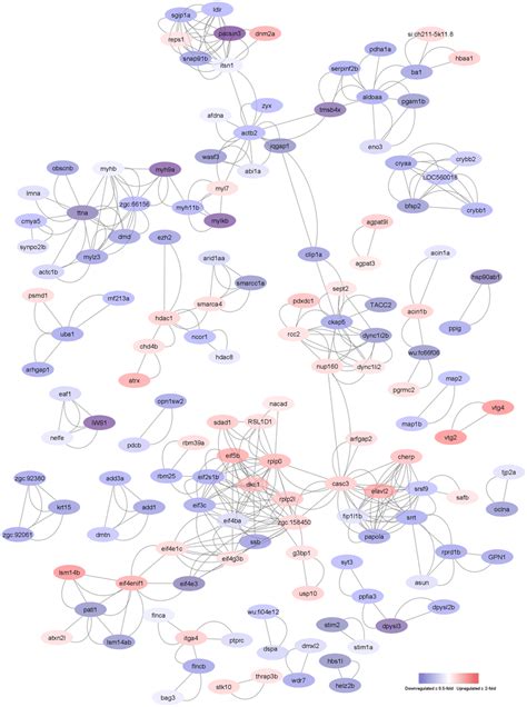 Protein interaction network. Protein interaction network was visualized ...