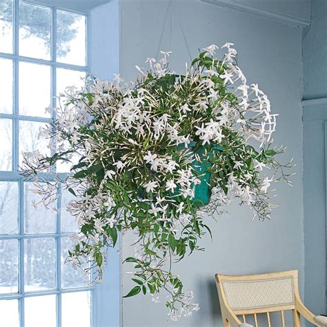 Jasmine in a hanging pot | White flower farm, Jasmine plant indoor ...