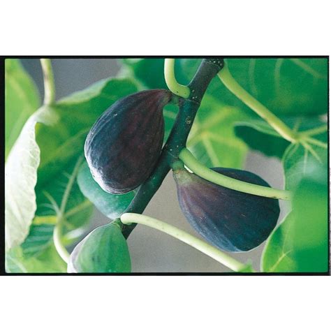 Shop 3.25-Gallon Black Mission Fig Tree (L1323) at Lowes.com