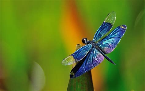 Dragonfly Desktop Wallpapers - Top Free Dragonfly Desktop Backgrounds ...